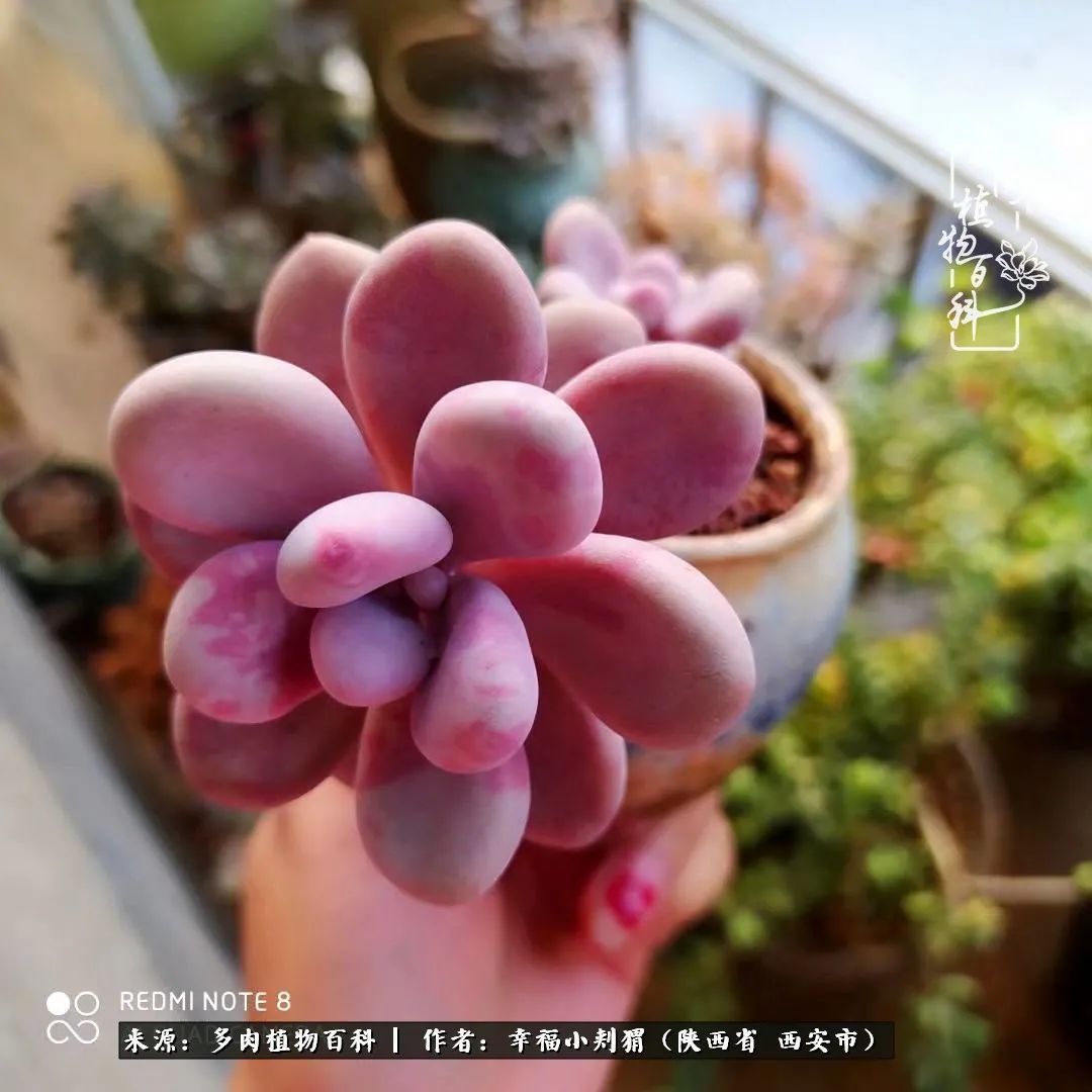 时光荏苒，种肉赏肉已成了生活中不可缺少的一部分！
