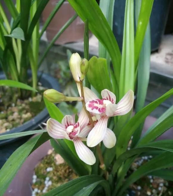 浇水|这3种花上档次,阳台养一盆,开花比香水还好闻