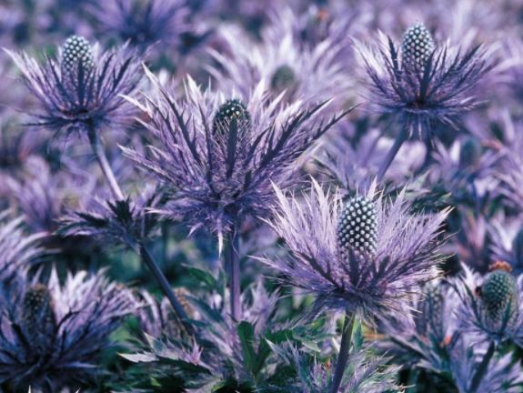 养这些花,花开超级美,花朵美艳迷人眼,花香四溢飘满屋