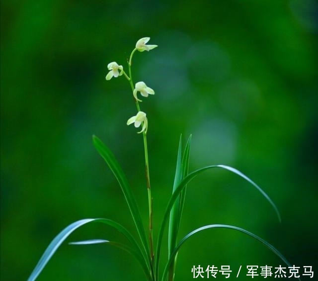 诗词|蕙兰秋意晚——诗词美图集