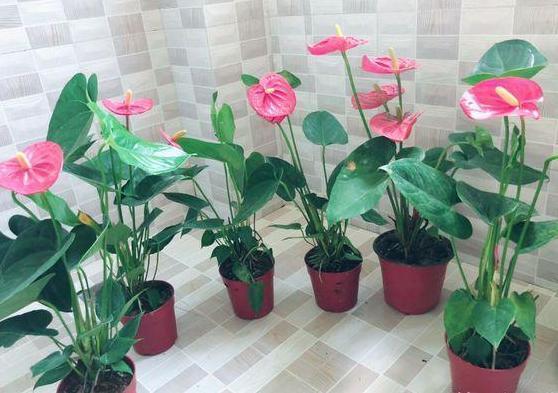 红掌盆栽叶黄花小怎么办掌握4招,植株状态好、叶绿花大色艳