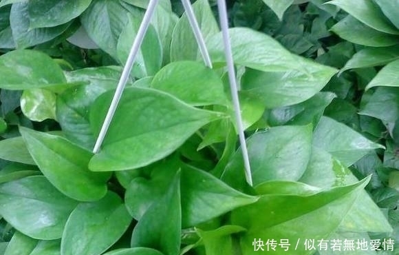 绿萝为什么长不开?不是你家盆的锅!养法有问题