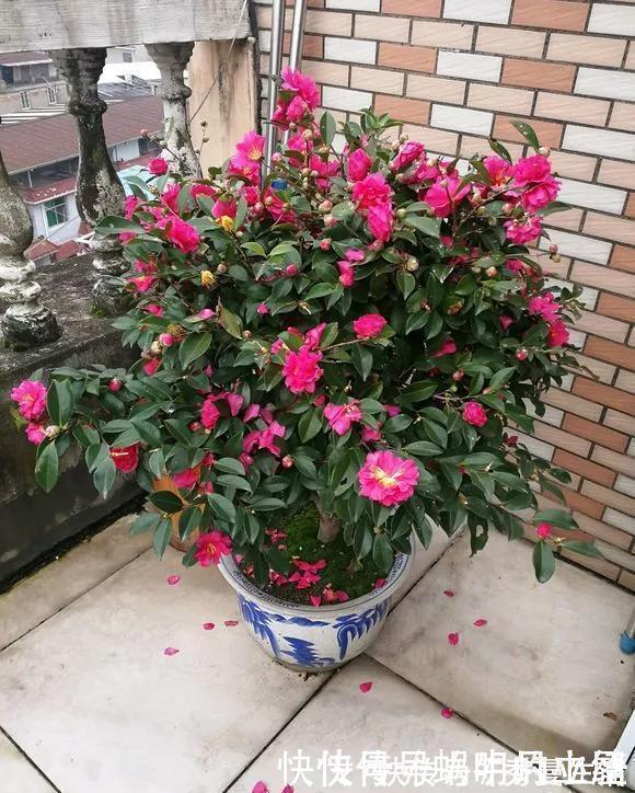 花中娇客|中国传统名花“花中娇客”，30种茶花一开，美了十里八乡