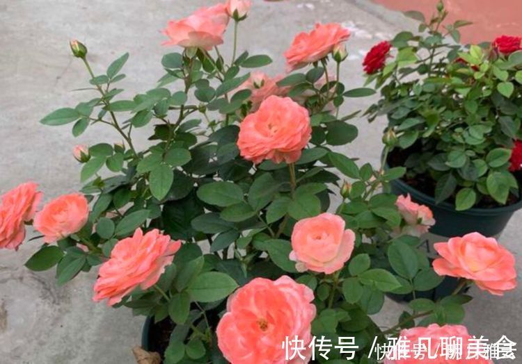 木炭|养花换盆时,多“加”1物,花卉“10年”不烂根,叶子绿,开花多