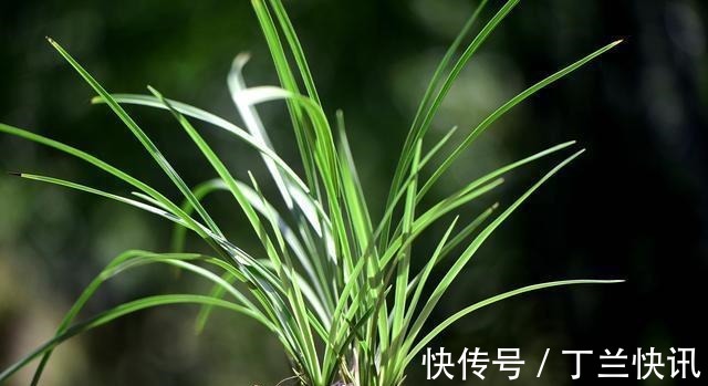 土壤|养兰花时多菌灵如何使用?很多网友不知道,用错了不仅无效还有害
