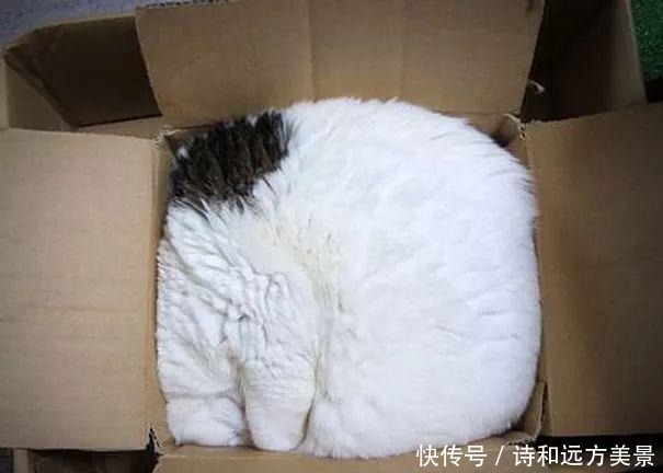 《猫和老鼠》隐藏的秘密，养猫后才知道