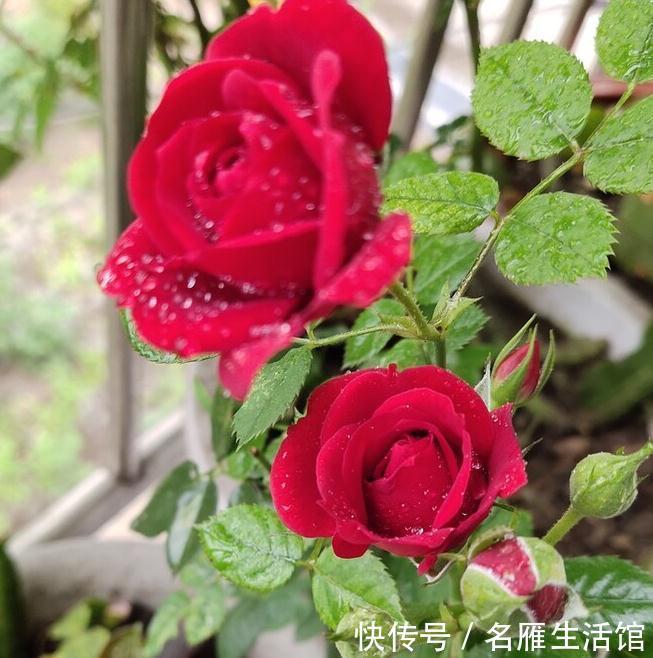 养花的土壤板结?加上4种东西,土壤疏松有劲,养啥都省心