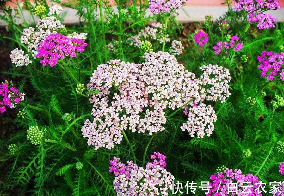 一花一世界，一叶一菩提——奇花异草蓍草，赏花旅游花语生日花