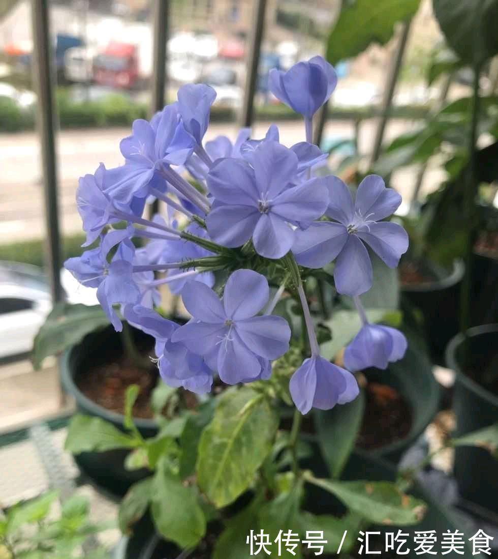 蓝雪花可以在室外过冬吗?做好“两步”,来年春天长势快花开爆