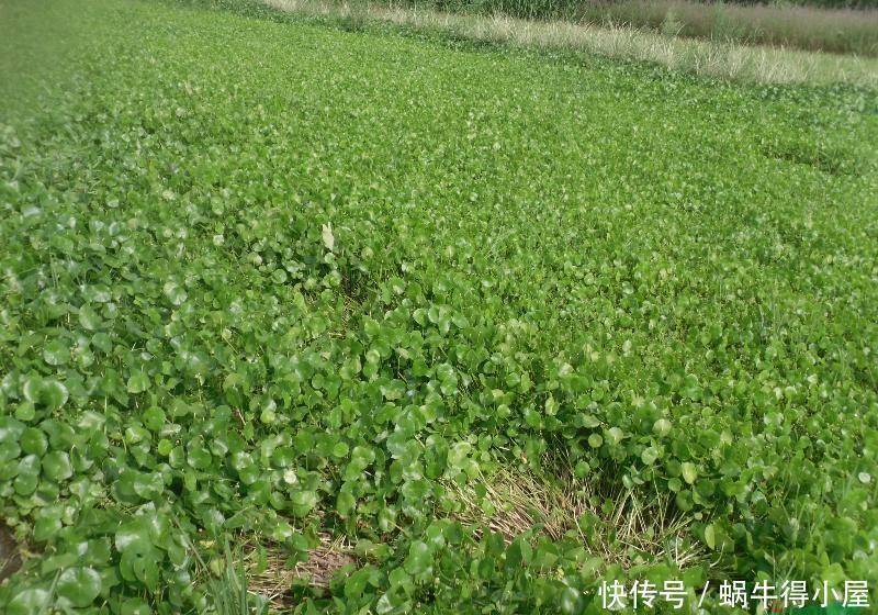 名字寓意很好，常被当绿植种植，却不知危害极大，请重视