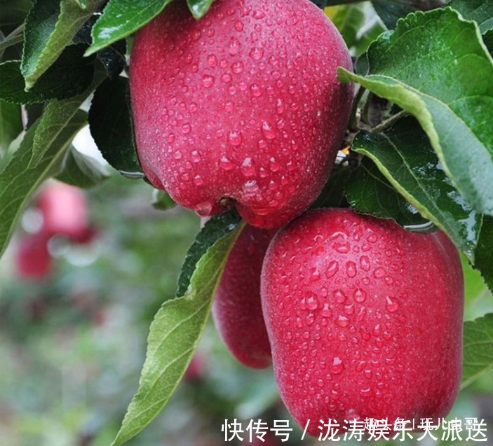美容|苹果美容肌肤，好吃又营养，掌握三点，收获更优质美味的苹果来！