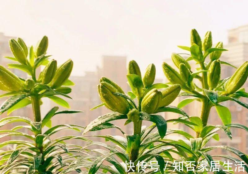 花苞|天热了,20种花最怕浇水,浇得越多,死得越快!