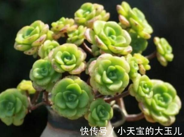 植株|喜欢养多肉就养这种带香气的百合莉莉