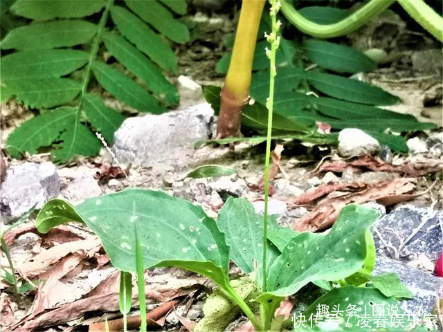 葉子|農村有一種不起眼的野草，葉子與豬耳朵相似，市場售價5元一斤