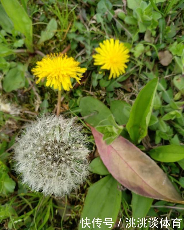 蒲公英和曲曲菜长得像,从这几处区分最好认!