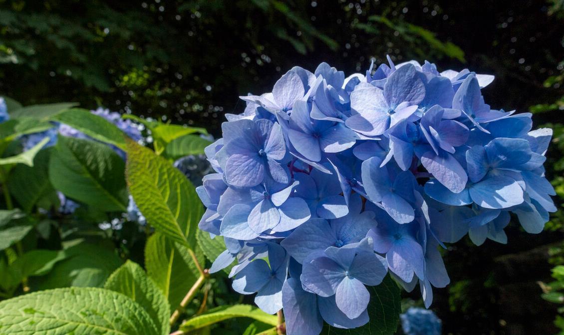 现在养3种花,千万别乱剪,越剪越糟糕