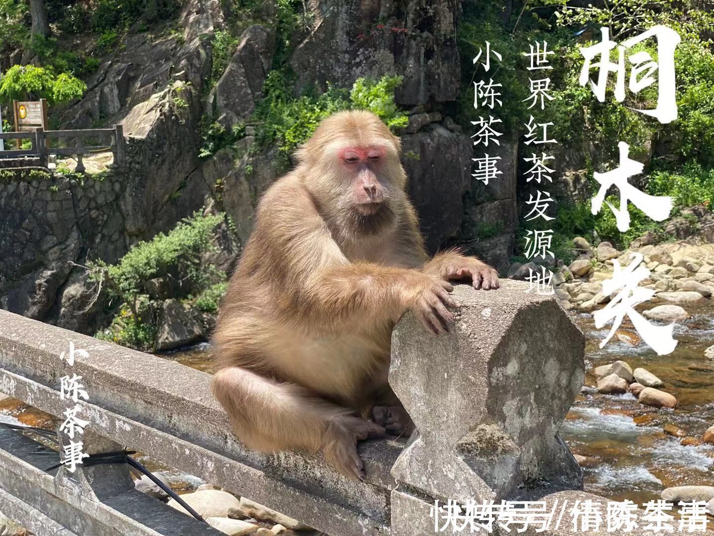 桐木村#正山小种 VS 金骏眉,哪种红茶的品质更好?新手推荐买什么?