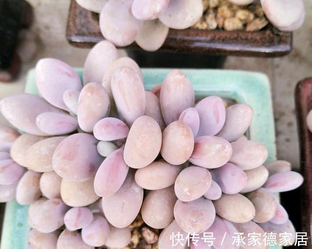 9个美到无法形容的粉色多肉品种,不多养几盆都觉得亏