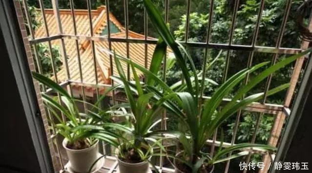 胡大妈养“兰花”,用一种令人厌恶的“营养液”,1盆养成20盆