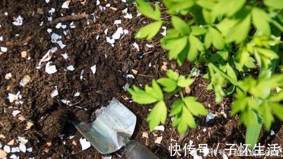 植物|用过的蛋壳能养花错了,难怪花越开越少,专家告诉你原因
