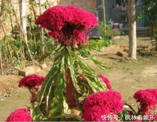 農(nóng)村路邊一種野花,價值珍貴,藥用價值高,營養(yǎng)價值高