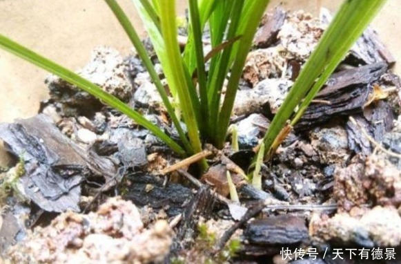 比买的还管用的有机肥，柳树皮，知道有什么好处，该怎么用吗？