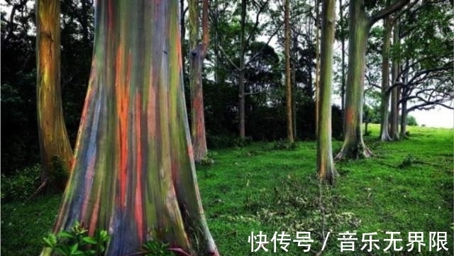 面包|世界上最牛的5棵树,1棵常在电影里出现,一棵在中国,你见过吗