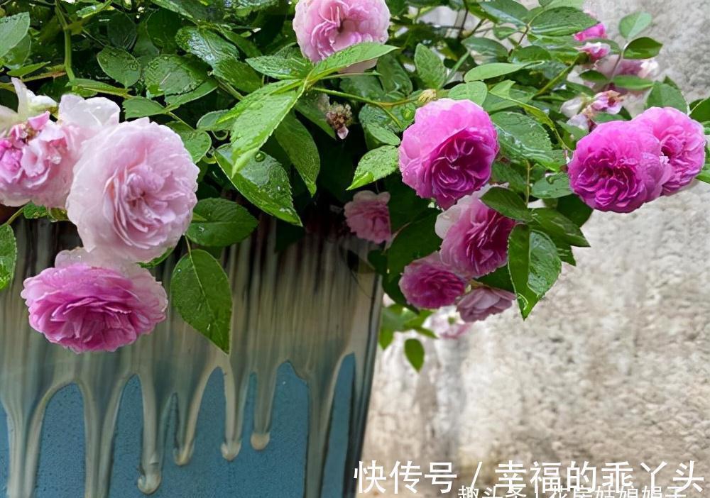 在家中养殖月季的窍门：不要再扯月季花的黄叶了，否则长势会变弱