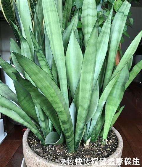 植株|虎皮兰浇2种“水”,蹭蹭长得旺,冒芽一个接一个!