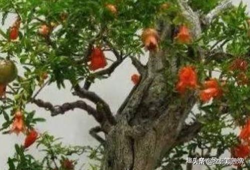 植物|这三种植物最适合做“盆景”，高端上档次，有钱人的最爱