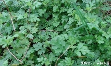 野菜|农村的''野菜''，四处都能够见到，用它''炒腊肉''风味更佳