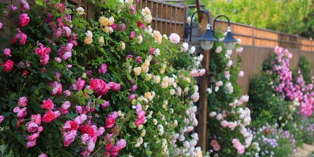 茶花|天冷了,3种花别“急着”搬进屋,在外“冻一冻”,开花又多又艳