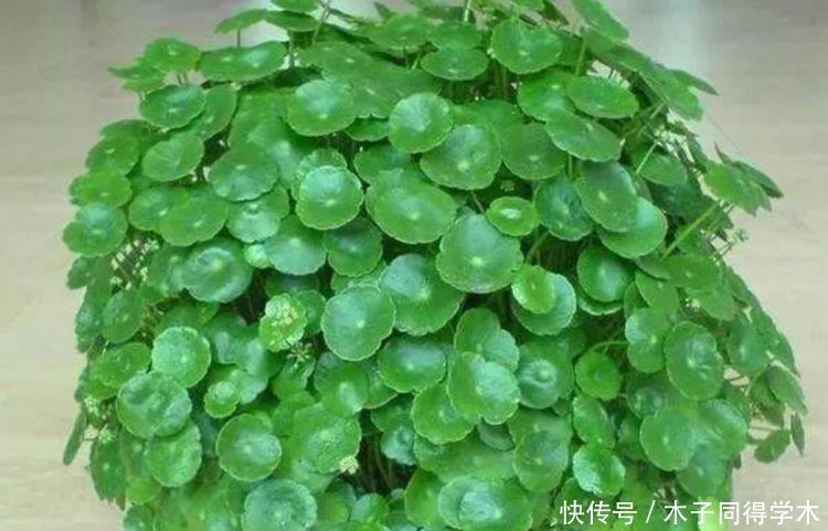 爆盆|3种花适合水养,扔水里就能活,长势猛,一个月就爆盆!