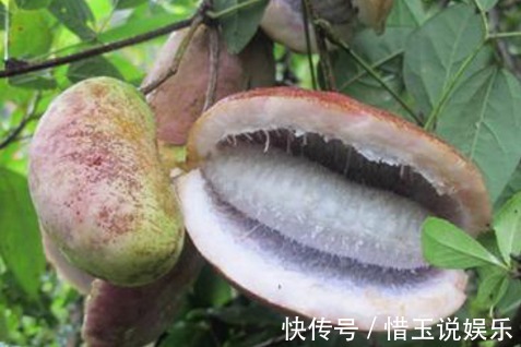 美容|深山里這種果實長得丑卻渾身是寶，補腎又美容，男女都愛吃！
