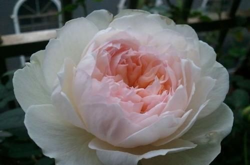  婚礼之路|3款白色系的浓香月季，每一款都仙气十足，你钟爱哪一款？