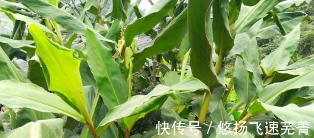 姜科|长得像姜,吃起来像山芋,用于煮肉尤其香,您家乡或许有!