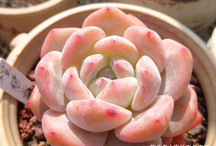 夏季|多肉橙梦露非常漂亮,且越“虐”越美,那么夏季还可以购买吗?