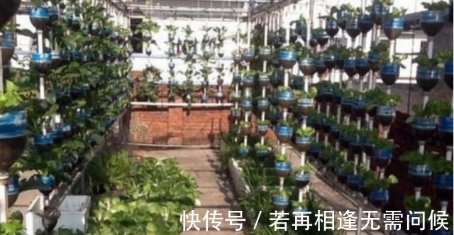 塑料瓶|7旬老人捡了1500个塑料瓶,在自家后院搭起菜园子,全自动管理