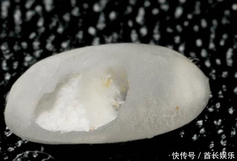 米放久了会有虫子,那这些虫子都是哪里来的呢