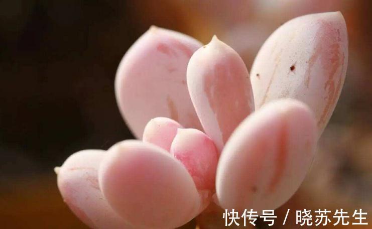 多肉桃蛋有哪些养护技巧，还需要注意哪些事项