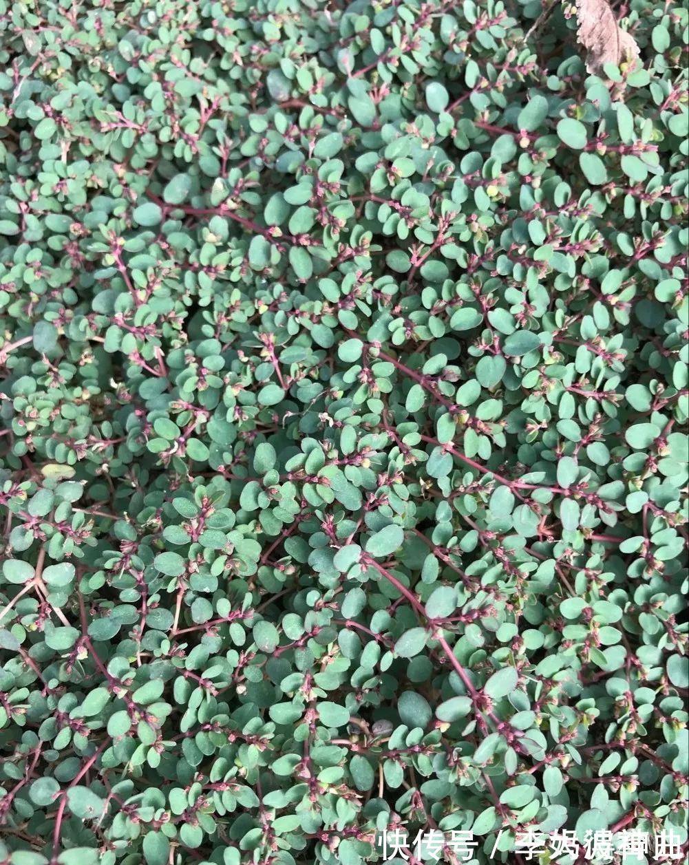 良方|奶草,一种神奇的民间草药!17个入药良方,横扫全身上下各种疾病