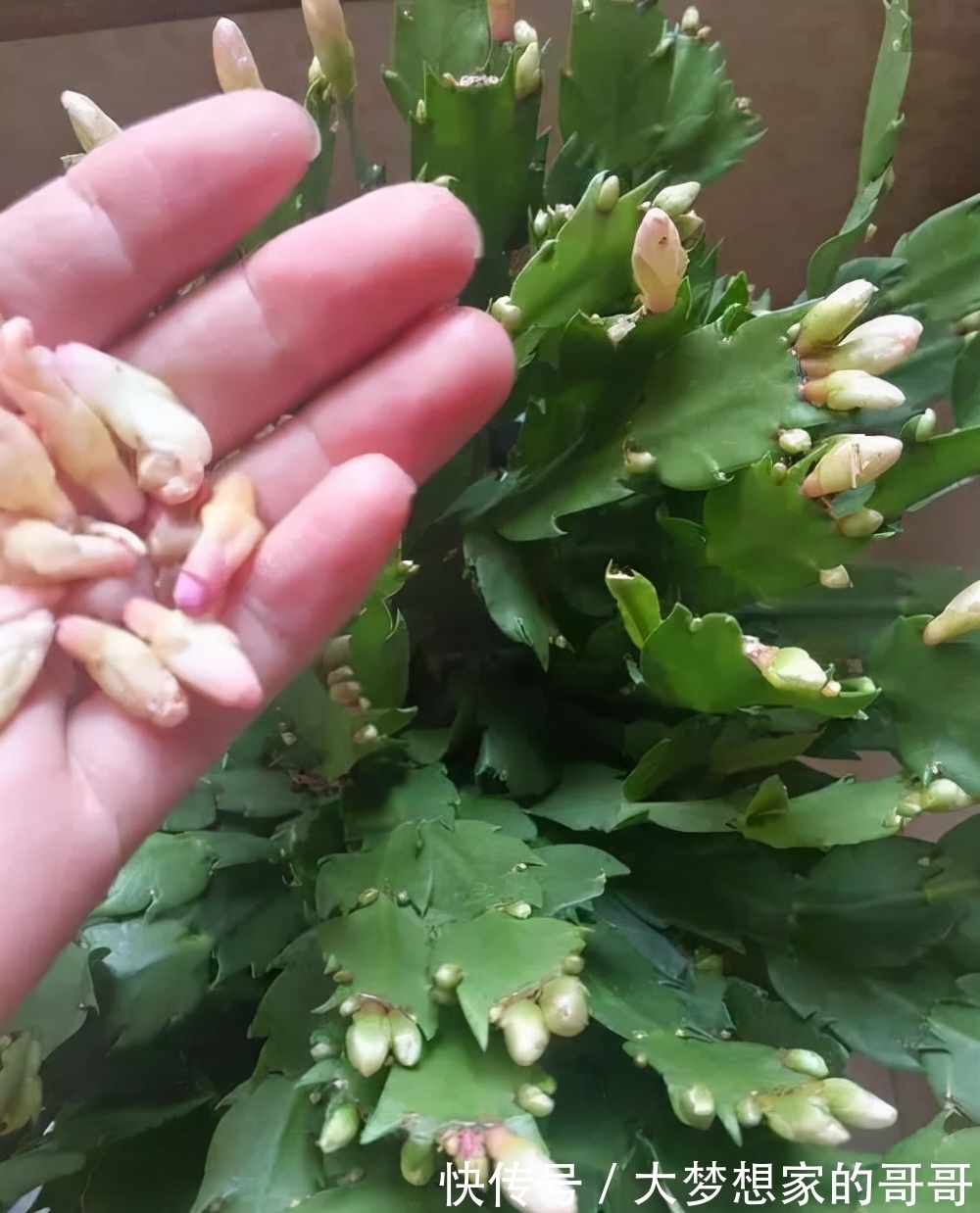 “花苞满头”的蟹爪兰有“5怕”，难怪总是掉花苞