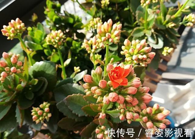 给长寿花“吃点肥料”,春节花苞特别多,大苗小苗肥肥壮壮