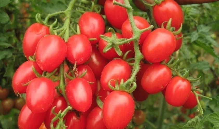 买圣女果时不能只看价格，遇见这4种，多便宜也不能要