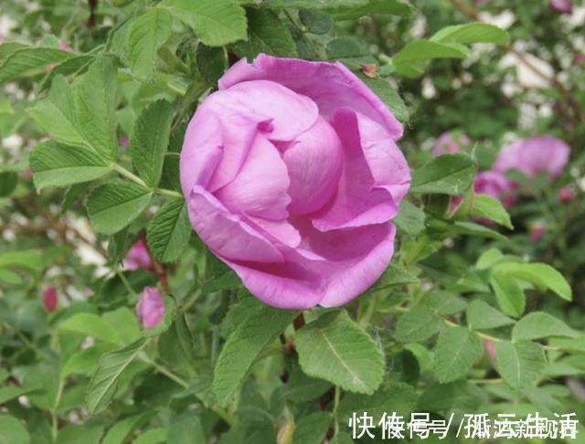 枝条|“沾土”就生根的1种花，夏天扦插2盆，9天“冒根系”，长势快