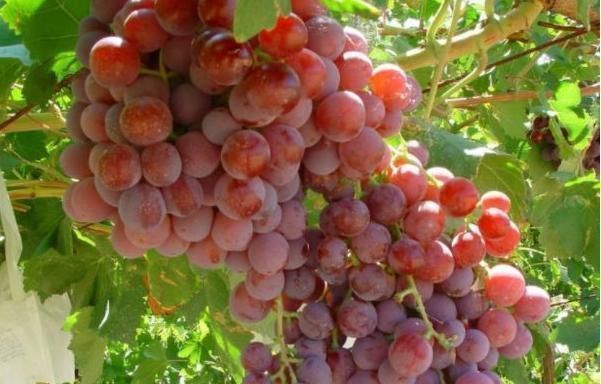 鞣酸蛋白|葡萄和此物是天生的“死对头”，不能一起食用，早知早好