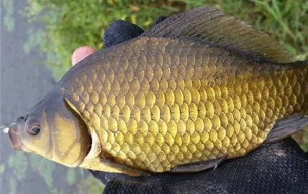 30年经验老钓鱼人分享:这样诱鱼简直绝了,不到3分钟大鲫鱼连竿上!