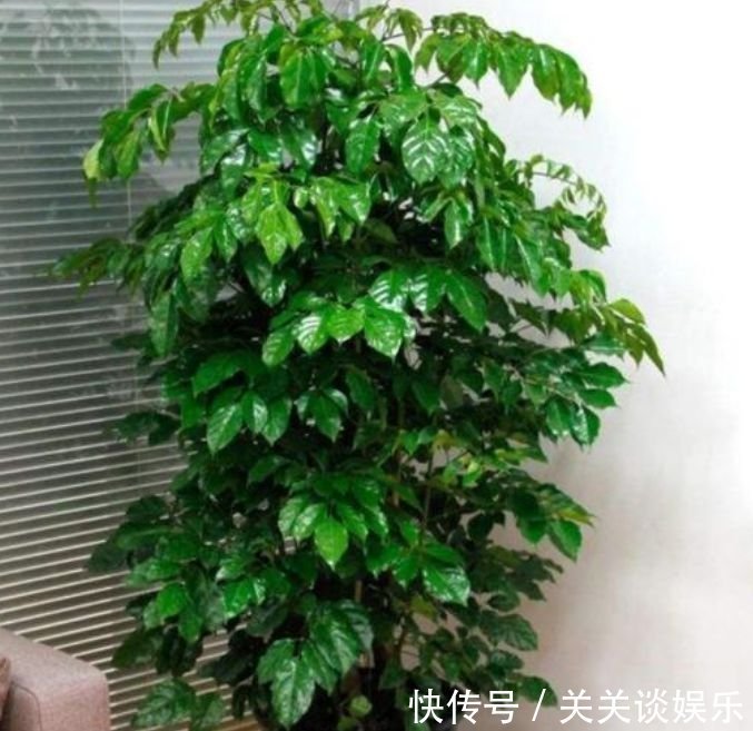 此花超漂亮，沾土就活，看了就让人沉醉，年年开花不断，美！