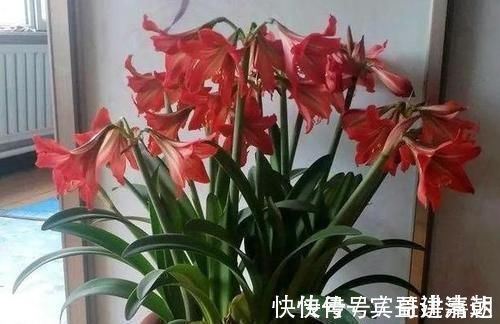 修剪|养4种植物得会修剪，越舍得下狠手，植株就长得越旺开花越多