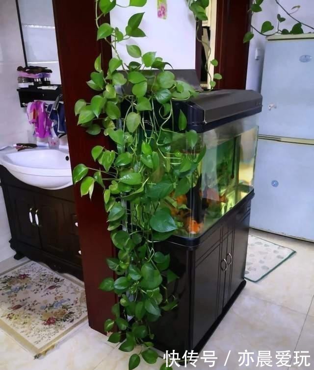 尿素|家里绿萝叶子暗淡无光,尝试一种小方法,叶子个个亮晶晶!